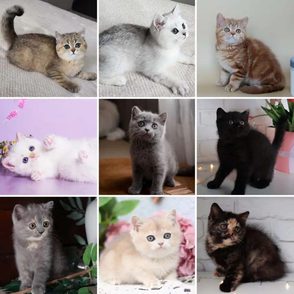 Британские Котята От Чемпионов - Много окрасов!, фотография 8