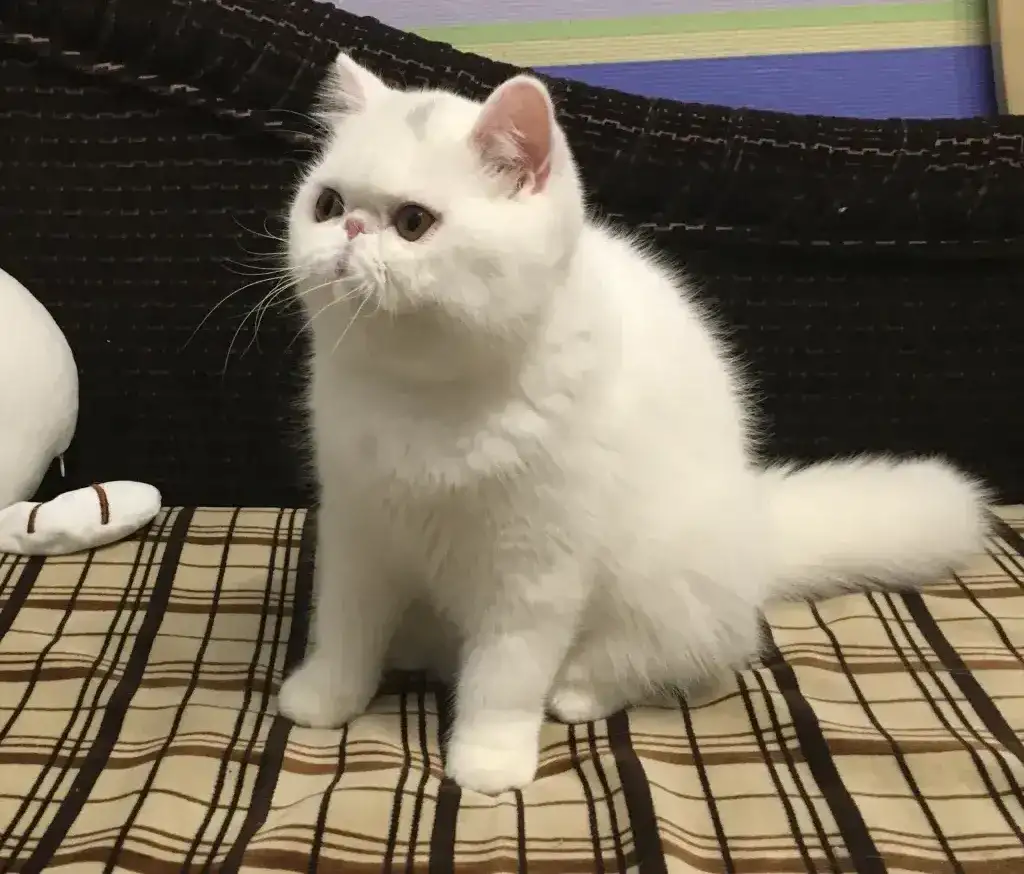 Белый экзотический котенок, фотография 5