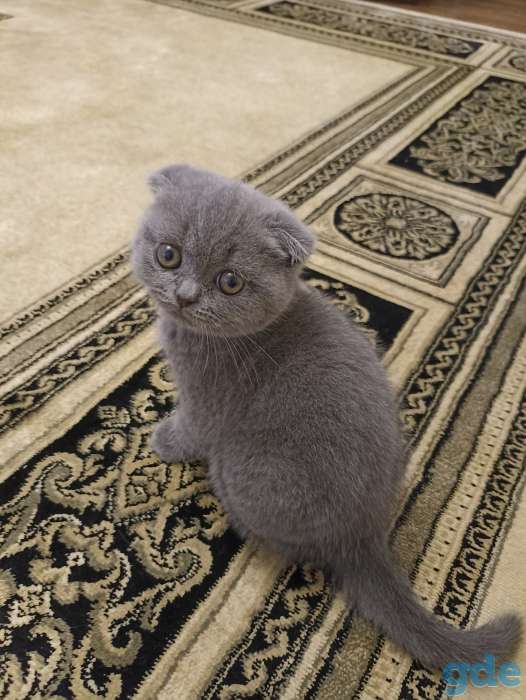 Продаются шотландские вислоухие котята, фотография 2