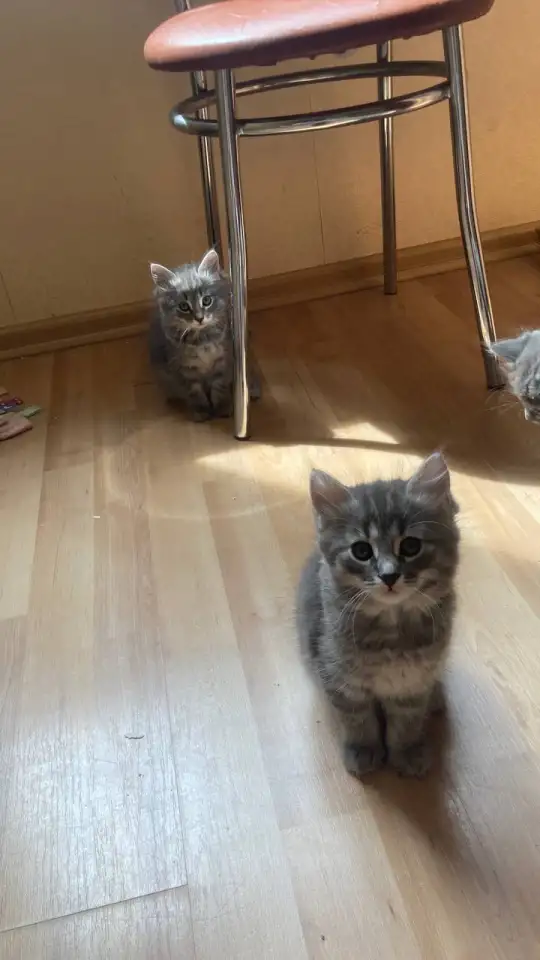 пушистые котята в дар, фотография 2