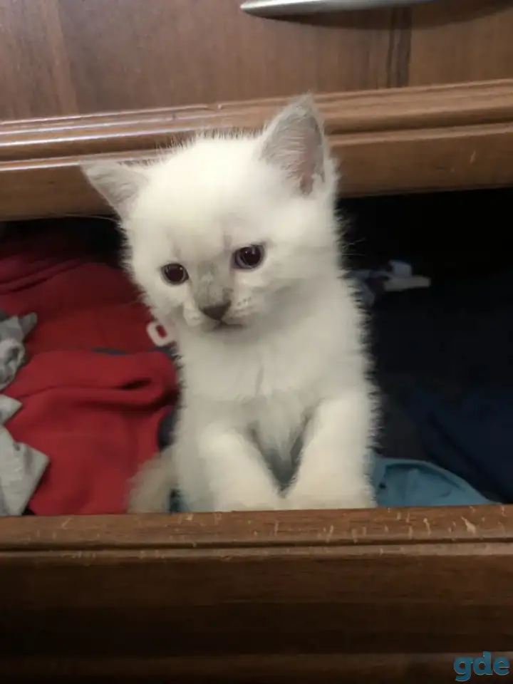 Продам шотландских котят, фотография 3