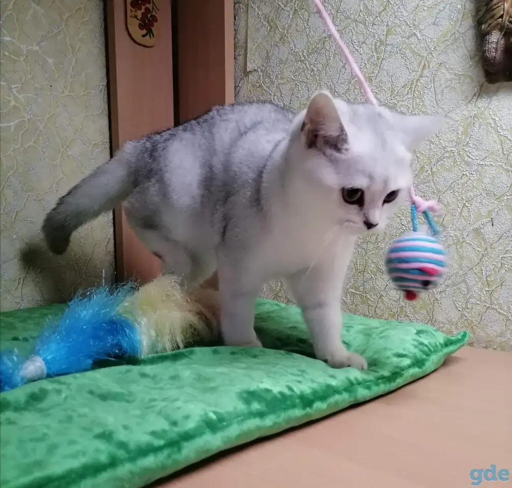Британские котята, фотография 5