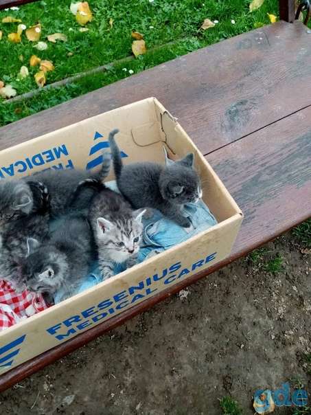 Котятам нужна передержка срочно, фотография 3
