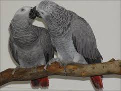  2 попугая жако, фотография 1