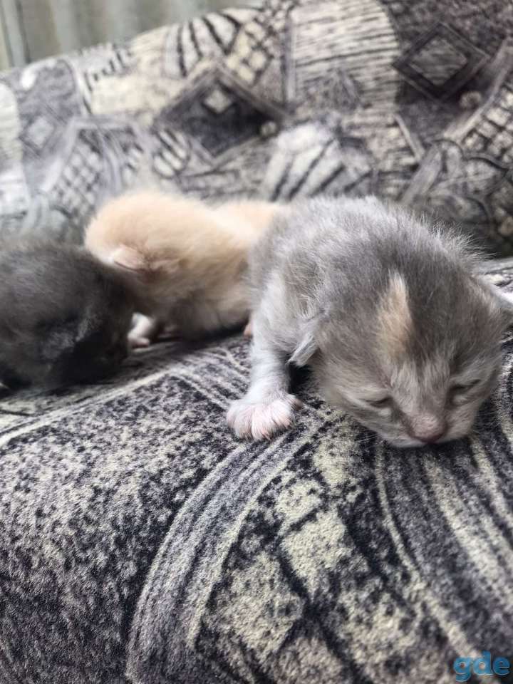 Привет хочю одать котят, фотография 1