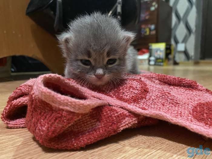 ОТДАМ котёнка в хорошие  руки, фотография 2