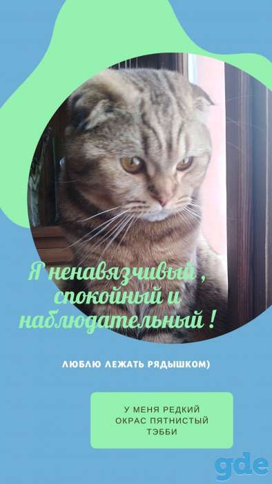 шотландский  вислоухий котик, фотография 2