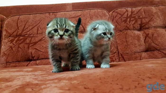Шотландские Вислоухие и Прямоухие котята, фотография 5