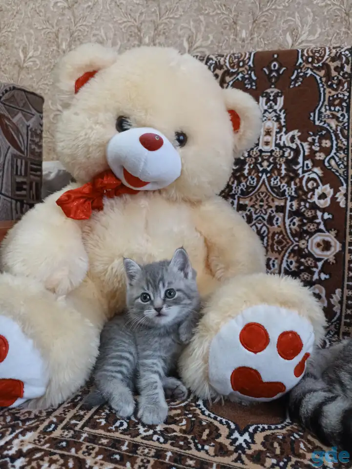 Шотландские котята, фотография 5
