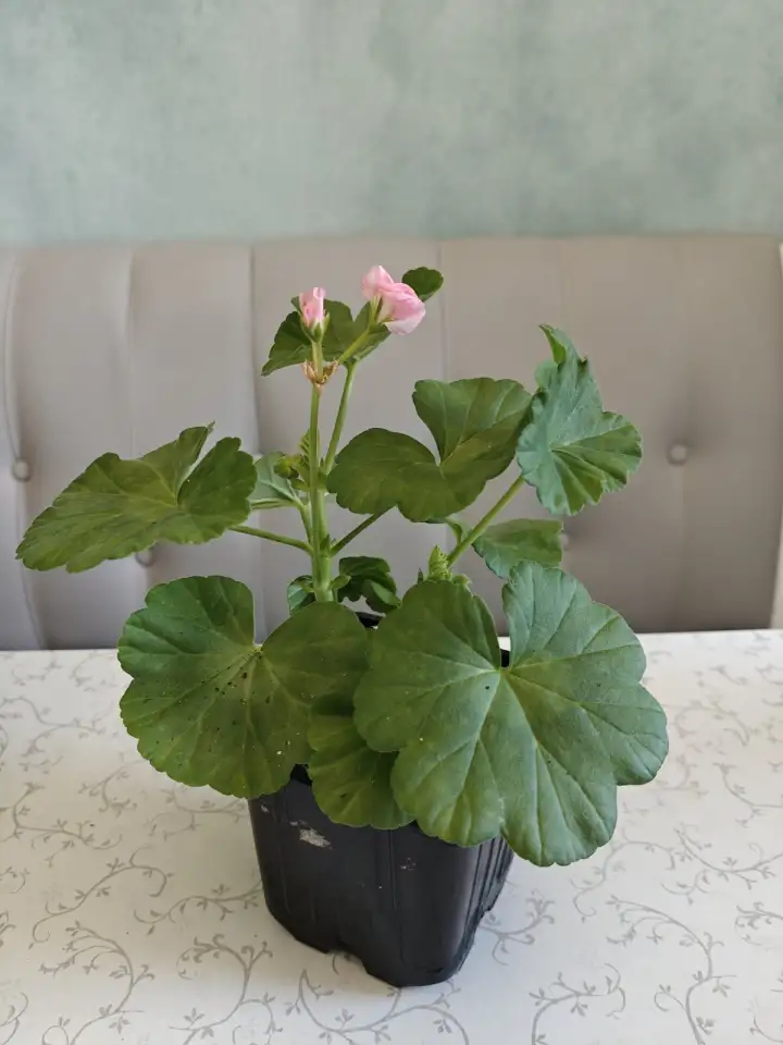 Розебудные цветущие герани Antique Rose - 15 и 22 рублей, фотография 9