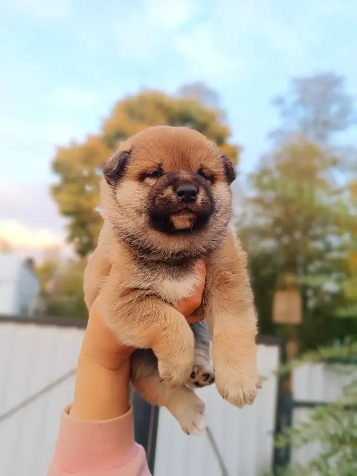 продажа щенков сиба ину, фотография 3
