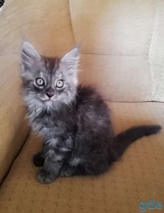 Котята Мейн кун, фотография 2