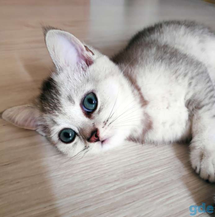 Продаются шотландские котята, фотография 5