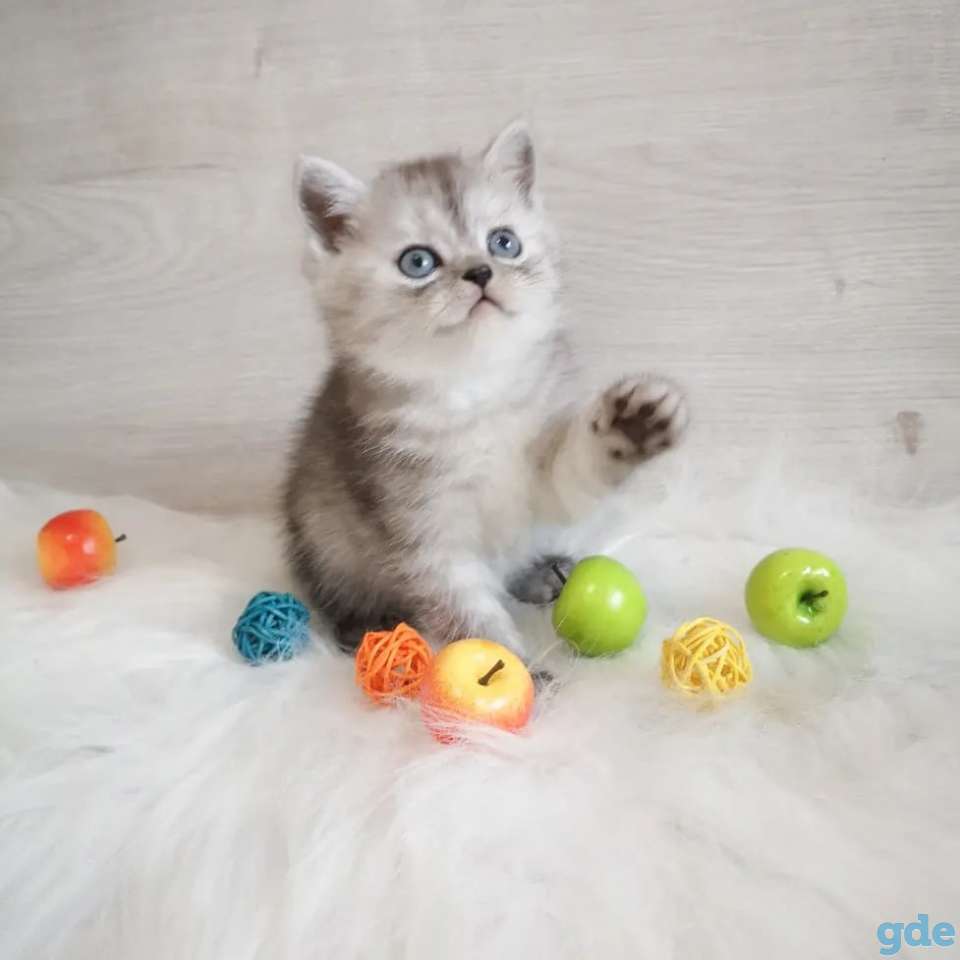 Шотландский мальчик, фотография 1