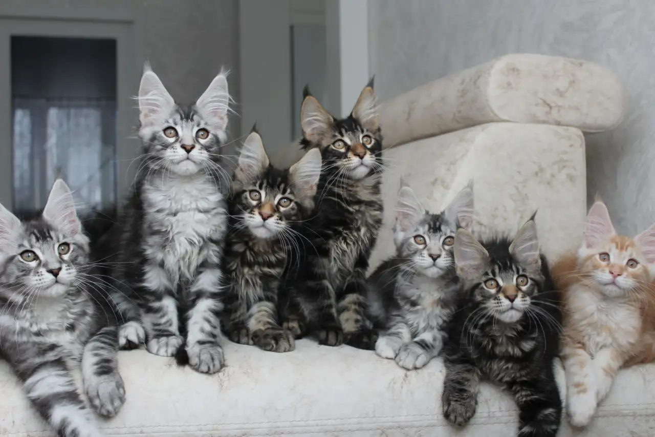 Мейн-кун котята, фотография 1
