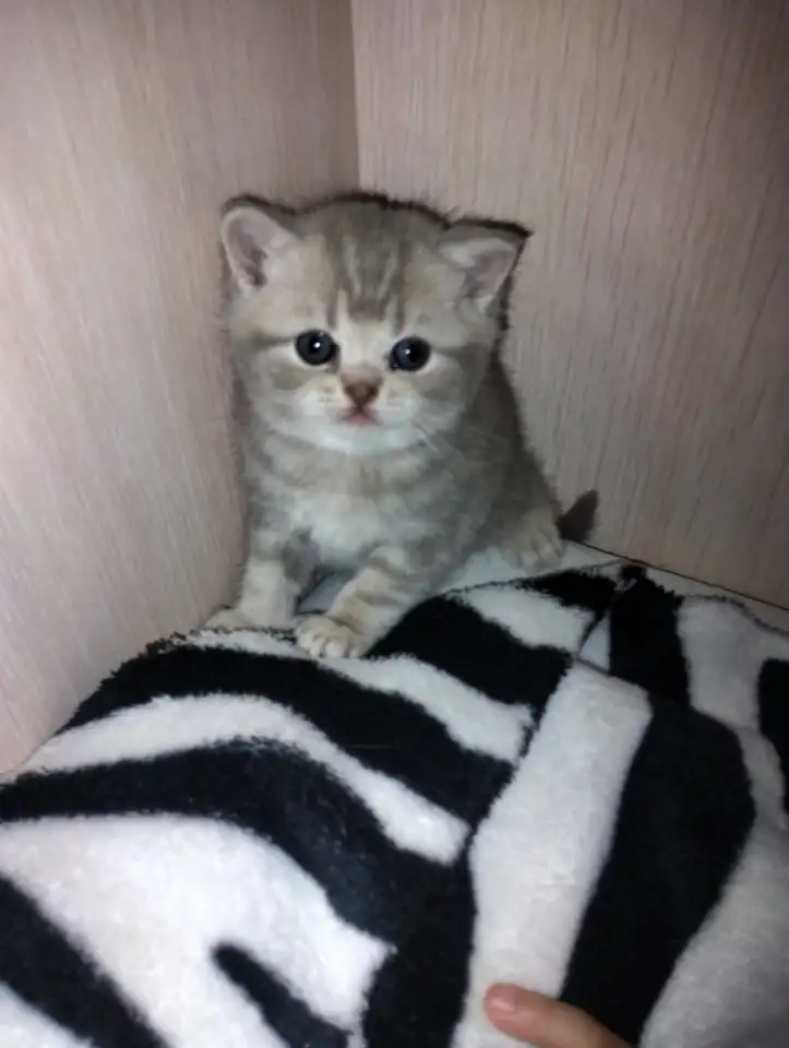 Шотландские котята, фотография 2