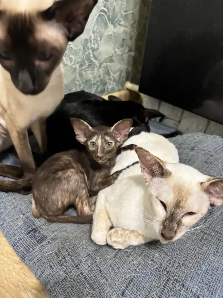 Ориентальные котята, фотография 1