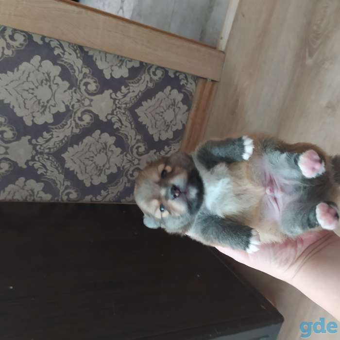 Продам 2х мальчиков померанского шпица, фотография 1