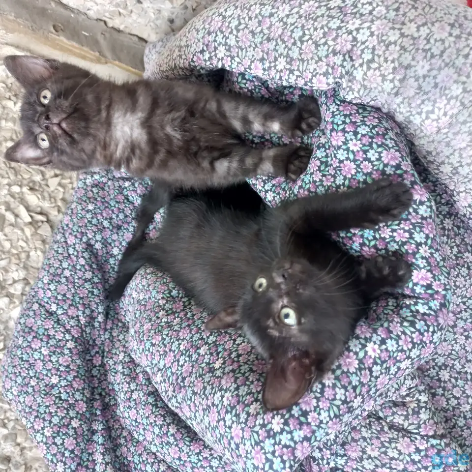 Котята в добрые руки, фотография 1
