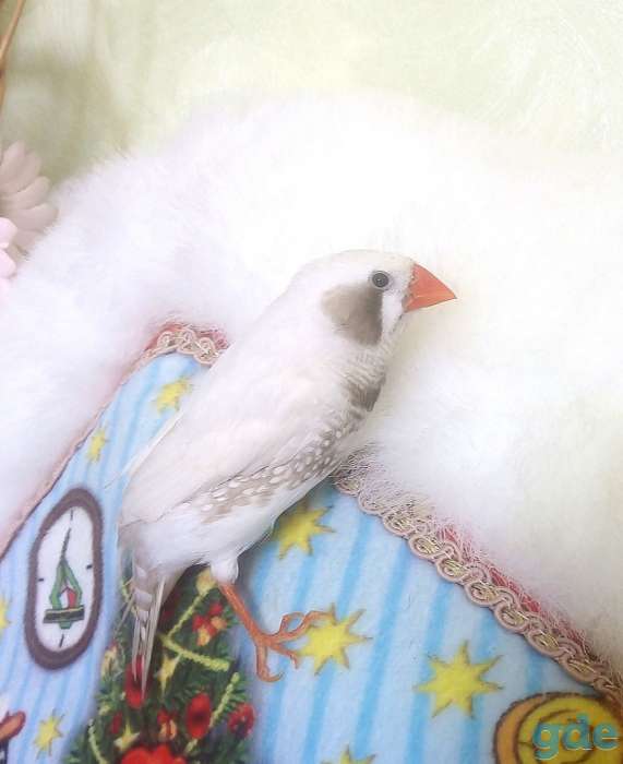 Продам самца зебровой амадины, фотография 1