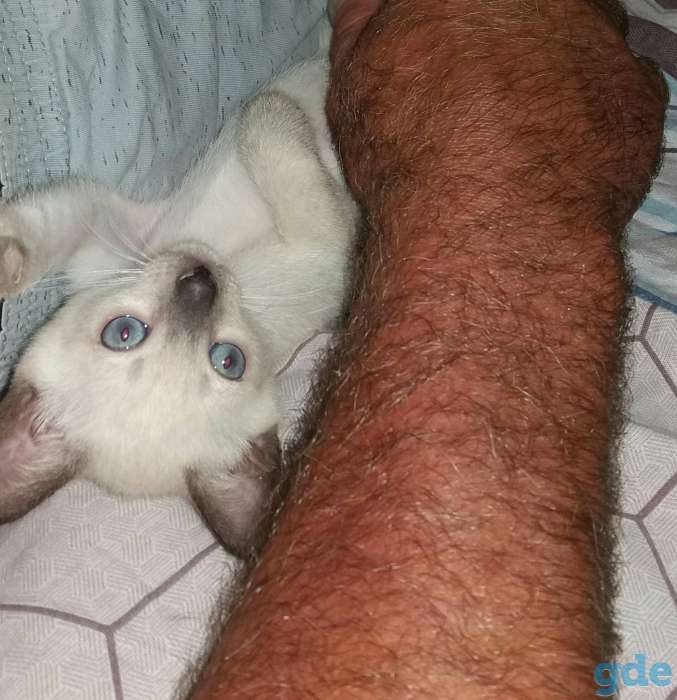 Сиамские котята, фотография 5