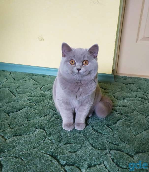 Британские котята, фотография 3
