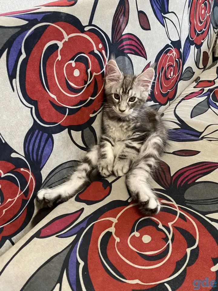 Котенок мейн кун, фотография 2