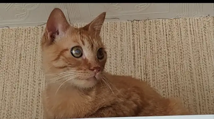 Красавчик Фокс ищет дом!, фотография 3
