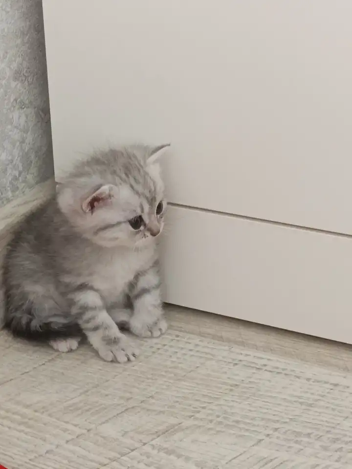 Шотландский котенок, фотография 1