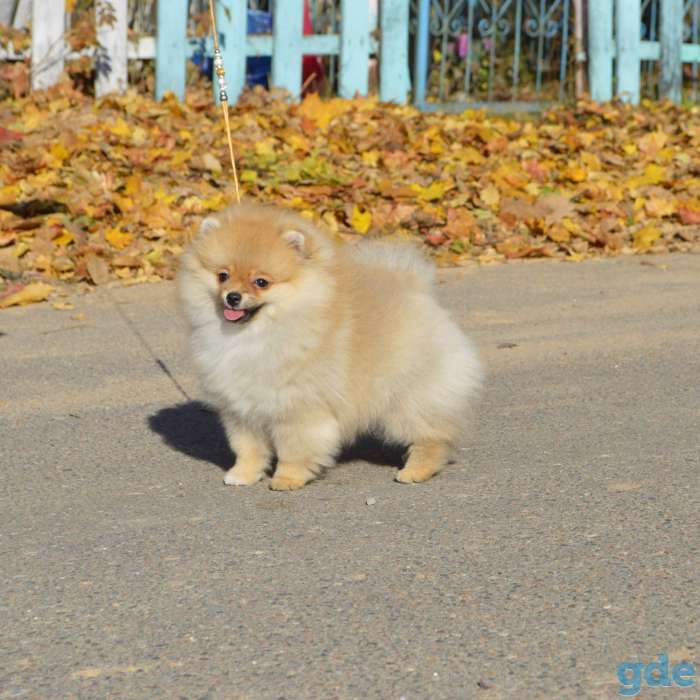 Померанский Шпиц, мальчик, фотография 3