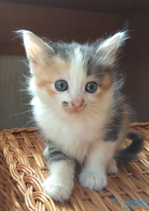 Котята для вас., фотография 1