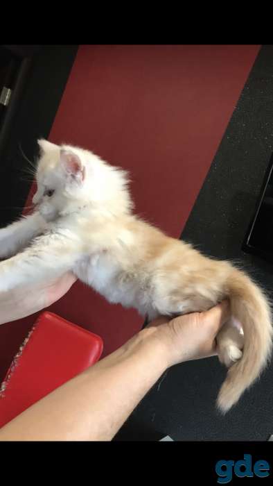 Котенок мейн-кун, фотография 3