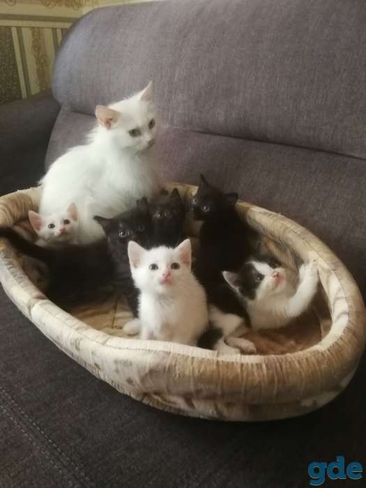 Подарю хорошеньких котят, фотография 1