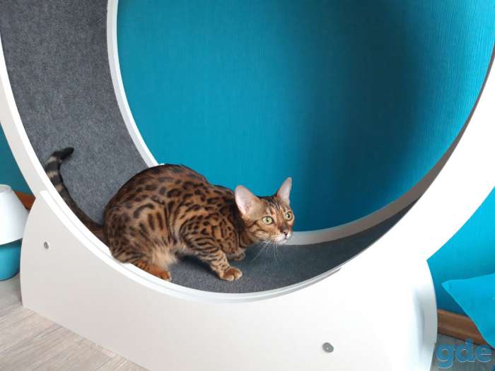 Беговое колесо для кота, фотография 3
