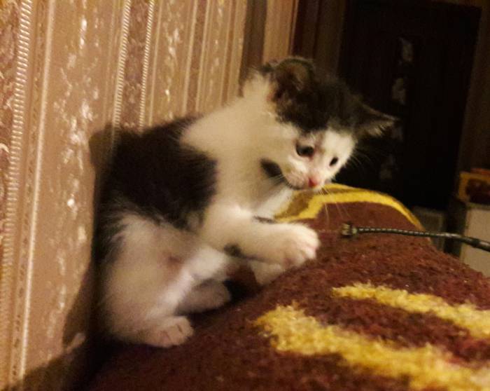 Котёнок в дар. Девочка, фотография 1