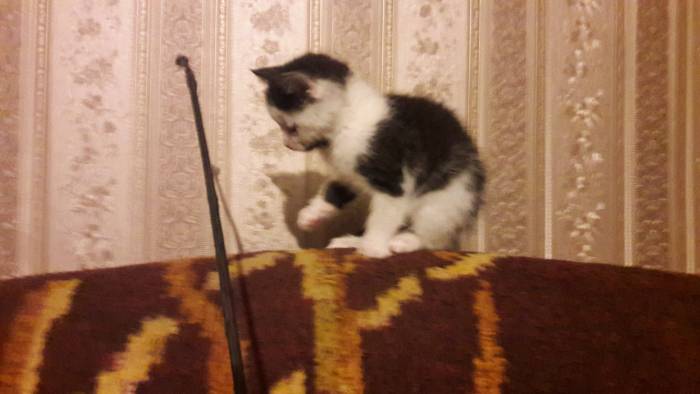 Котёнок в дар. Девочка, фотография 2