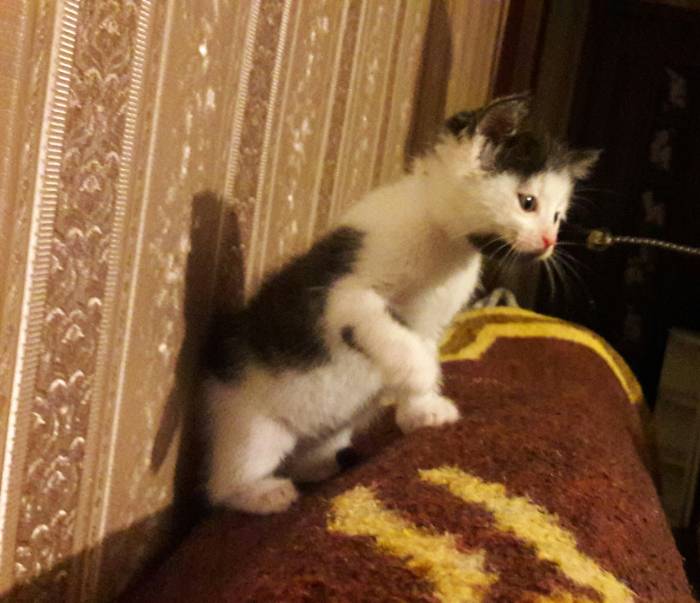 Котёнок в дар. Девочка, фотография 3