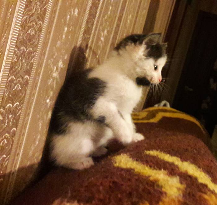 Котёнок в дар. Девочка, фотография 4