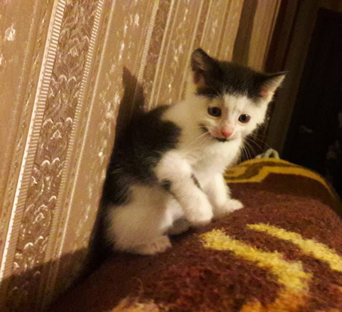 Котёнок в дар. Девочка, фотография 5