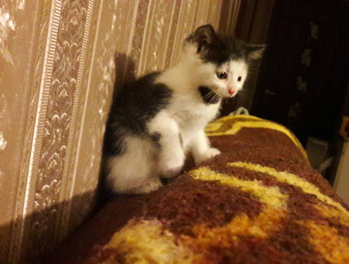 Котёнок в дар. Девочка, фотография 6