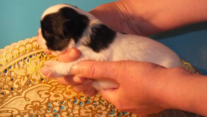 девочки японского хина, фотография 5
