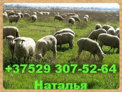 Предлагаем  экологически чистую баранину, фотография 1