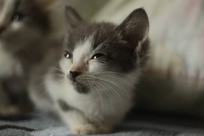 Котята ищут дом, фотография 6