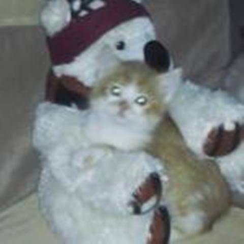 короткошерстные котята, фотография 1