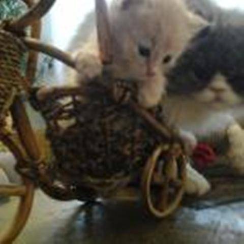 короткошерстные котята, фотография 2