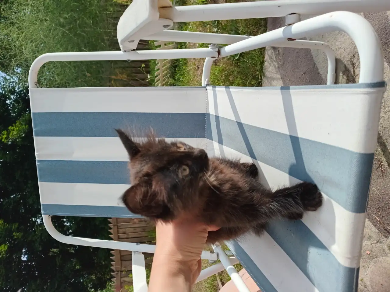Отдам красивых  котят в хорошие руки, фотография 1