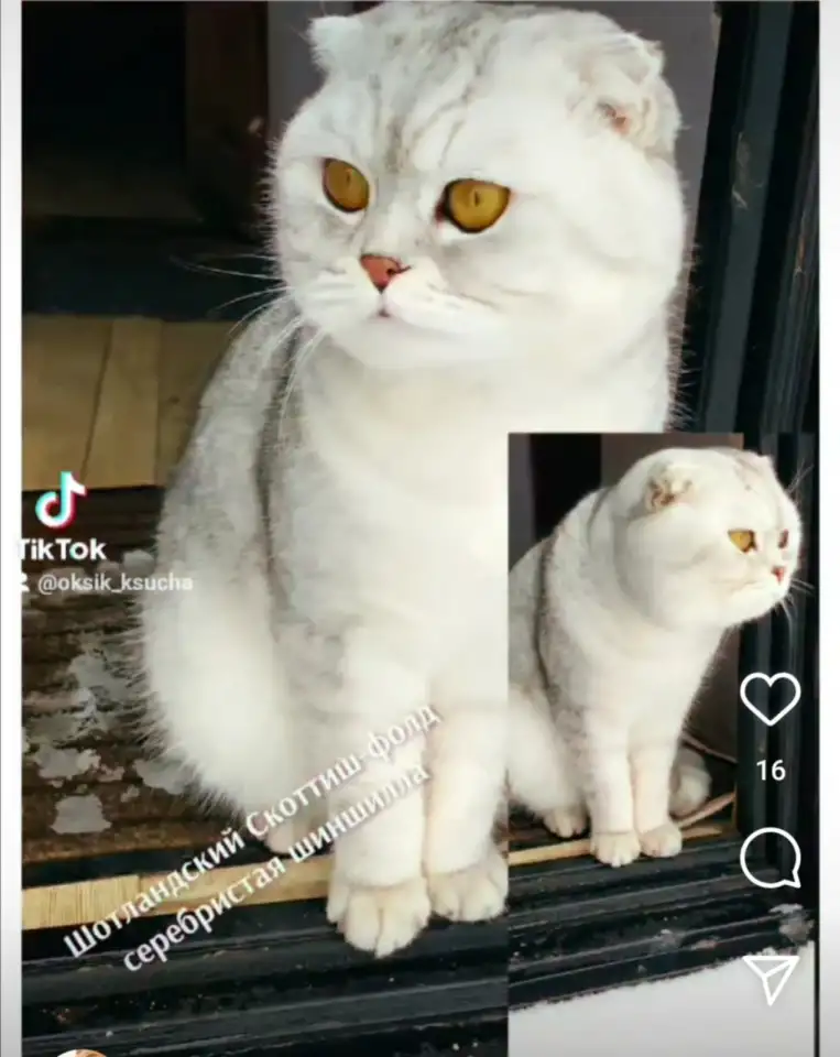 продажа котят, фотография 7