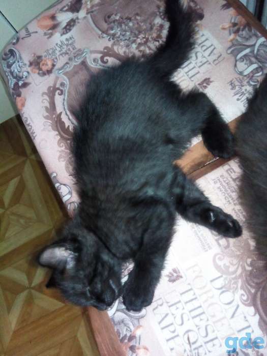 Котята, фотография 7