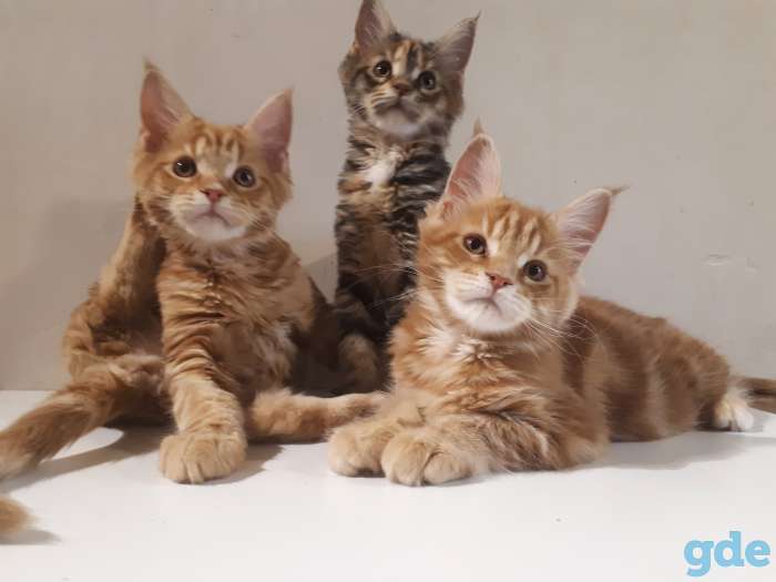 Котята Мейн КУН, фотография 2