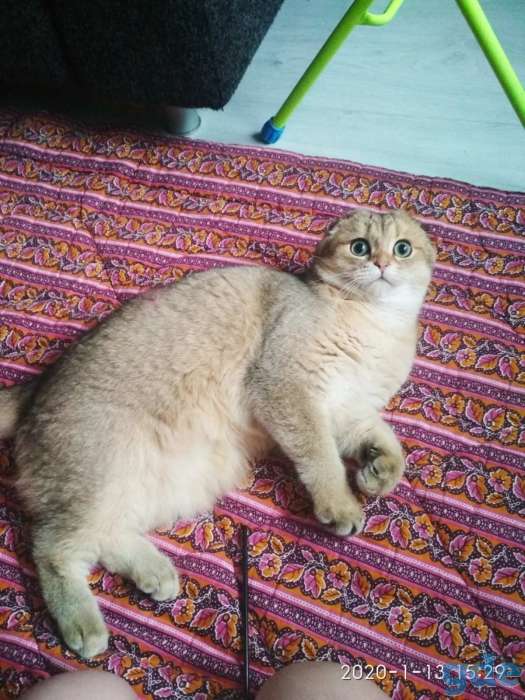 Шотландские породистые котята, фотография 7